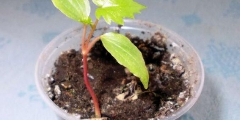 Kako uzgajati grožđe iz sjemena kod kuće u loncu: fotografija, video